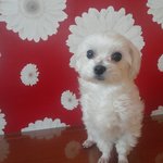 강아지미용 헤어컷