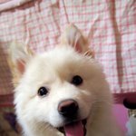 [퐁이] 퐁이 <b>육아</b>일기 - 3