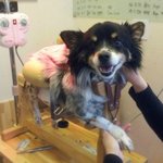 가여운 달마에게 희망이 되어주세요