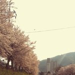 [EXO] <b>저도</b> 벚꽃사진 찍은거
