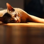 [아배붑] 자취남과 고양이의 아름다운 일상ㅋㅋ