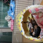 [도와주세요] 우리 강아지 <b>뽀삐</b> 꼭 찾고 싶어요