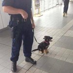 <b>경찰견</b>신입들어옴.jpg