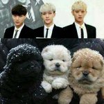 [EXO] 카이세훈타오피부색
