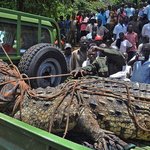 우간다의 <b>식인</b>악어 클라스.jpg