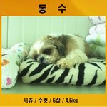 병원에서 시<b>츄</b> 두 마리를 구조해 왔어요