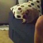 새끼강아지, 생애 첫 <b>점프</b>!