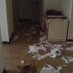 고양이 키우시는 <b>분만</b> 공감할 수 있는 사진~