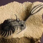 특<b>a급</b>! 삼엽충 화석들