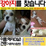 [강아지] 강아지를 찾습니다