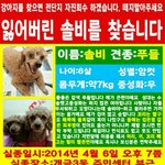 강아지가집나갔어요..한번만봐주세요