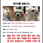 [강아지] 강아지를 찾아주세요