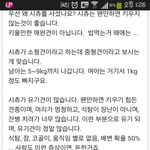 <b>시츄</b>에대한편견