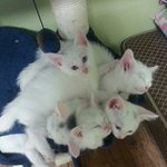 [졸리네] 졸리의 출산 그 이후..