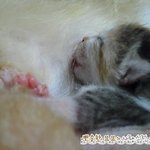 [<b>캐시</b>네] 앙상했던 임신묘 <b>캐시</b>) <b>캐시</b>네 근황알려드리러 왔어요!