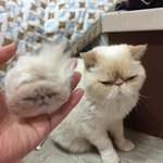 [고슨상이바] 고양이 분신술