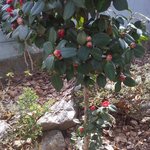 [4멍10냥] 마당냥 김점복씨