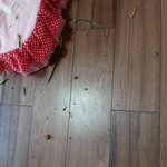 (제발) 강아지가 자꾸 <b>화초</b>를 먹어미치겠어요.