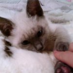 [고양이] 언제 이리도 많이 컷는지ㅎㅎ