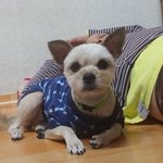 [삼순이] 주차장에 사는 멍이 다섯번째이야기