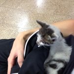 [<b>포포</b>찡] 길냥에서 집냥이된 우리 <b>포포</b>찡