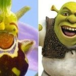 [EXO] <b>슈렉</b> 같은난초