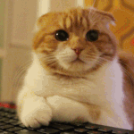 [수리노을] 컴퓨터 그만하면 앙대요?