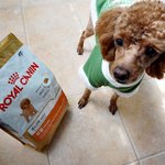 강아지<b>사료</b> 왜 로얄캐닌 유명한가…...