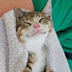귀엽게 웃고있는 강아지와 고양이.jpg