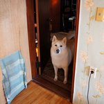 [허스키<b>심바</b>] <b>심바</b>의 산책일기 따뜻한 봄날의 산책