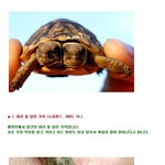 [공미니] 세계에서 가장 <b>기형적</b>인 10대 동물 사진