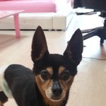 [도와주세요] 미니핀 <b>믹스</b> 주웠어요 보호중입니다ㅠㅠ 견주없으면 보호소가요...