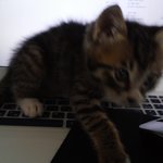 [모찌쫑] 호빵이 베이비냥 뜨리