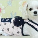 [강아지사랑] 답답한목걸이인식표 <b>nono</b>,울 솜이는 인식표옷을 입어요...