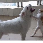 고양이한테 <b>멱살</b>잡혔어요