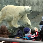 [공포베스트] <b>독일</b> 동물원 북극곰 안톤의 사망원인