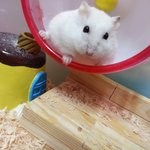 [햄스터] 우리집 막내 <b>통통</b>한  햄스터들~