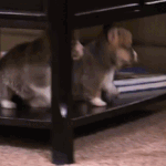 [콜로라도] 귀여운 강아지들의 <b>헛발질</b>...