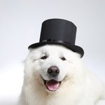 [<b>상근</b>이] 국민견 상근이가 죽었어요.