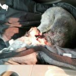 (사진有)저희강아지가 죽을뻔했어요(반려견도 소중한<b>생명</b>이에요!!!)