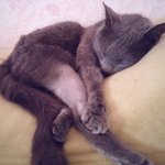 울산 남구 두<b>왕골</b>식당 근처 러시안블루 여자아이 찾습니다.