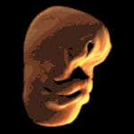 [공포베스트] 태아의 얼굴 형성 과정