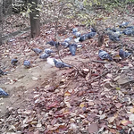 [ㅋㅋㅋ] 세상에 이런일에 나올법한 여왕 비둘기 <b>시전</b> 했음 ㅎㅎ