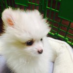 [댓글부탁] 포메라니안 <b>분양</b> 사기인가요? (사진있어요)