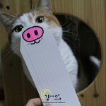 [댤쭁] 먼치킨 고양이와 같이 사는 이야기