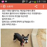 [슈나우저] 검단 <b>가현</b>산( 토요일 )슈나우저 주인을 찾습니다