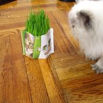 [아리와베리] 풀,봉투,<b>쥐돌</b>이 그리고 고양이들~