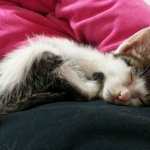 [<b>포포</b>찡] (+추가)길냥에서 집냥이된 우리 <b>포포</b>찡-2