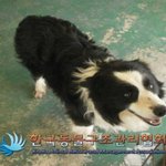 [보더콜리] 보더콜리 잃어버리신분. 제발 한번씩만 읽어봐주세요 ㅠㅠ