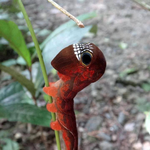 [공포베스트] <b>괴기</b>하게 생긴 생명체